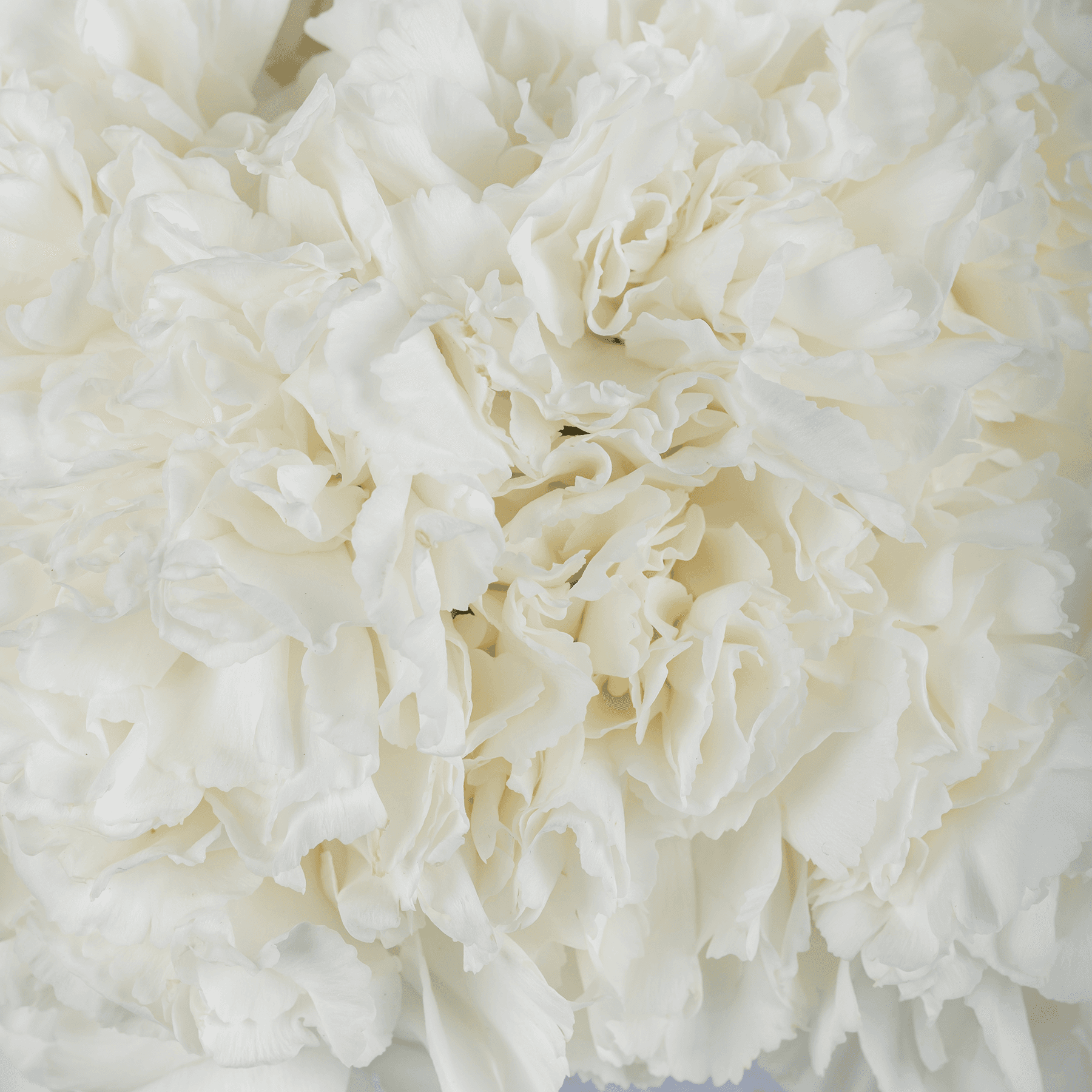 Peace White Carnation Vase