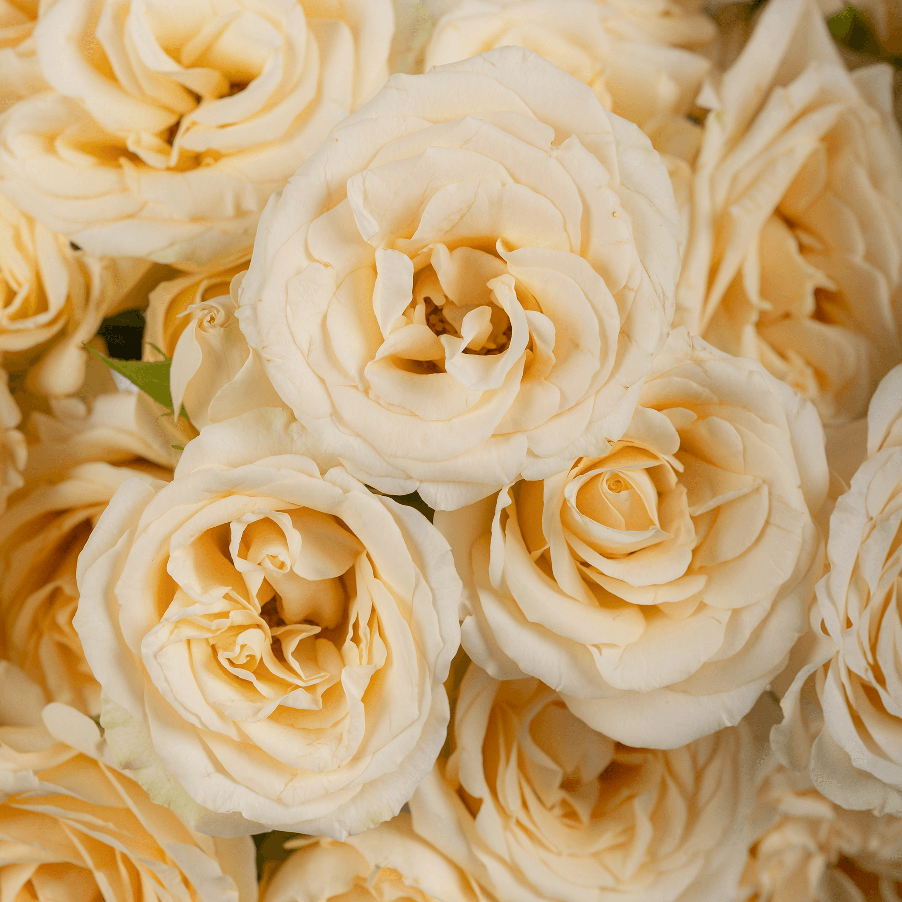 Beige Baby Roses Vase