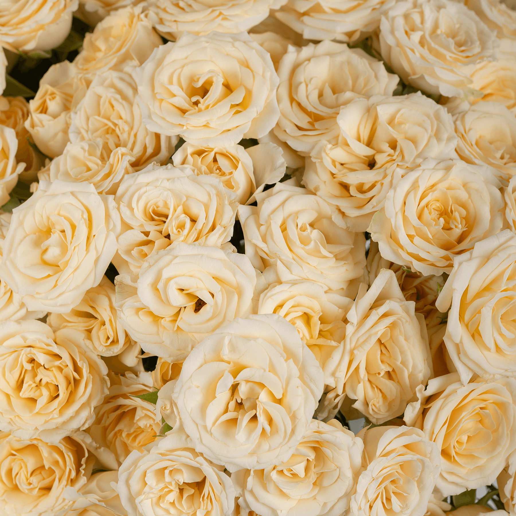 Beige Baby Roses Vase