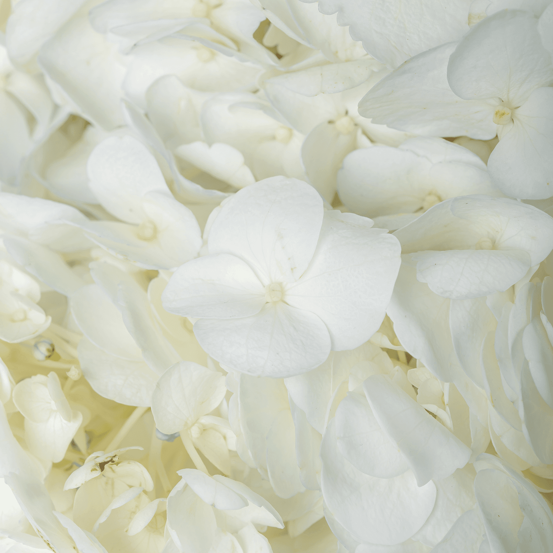 Magical White Hydrangea Vase