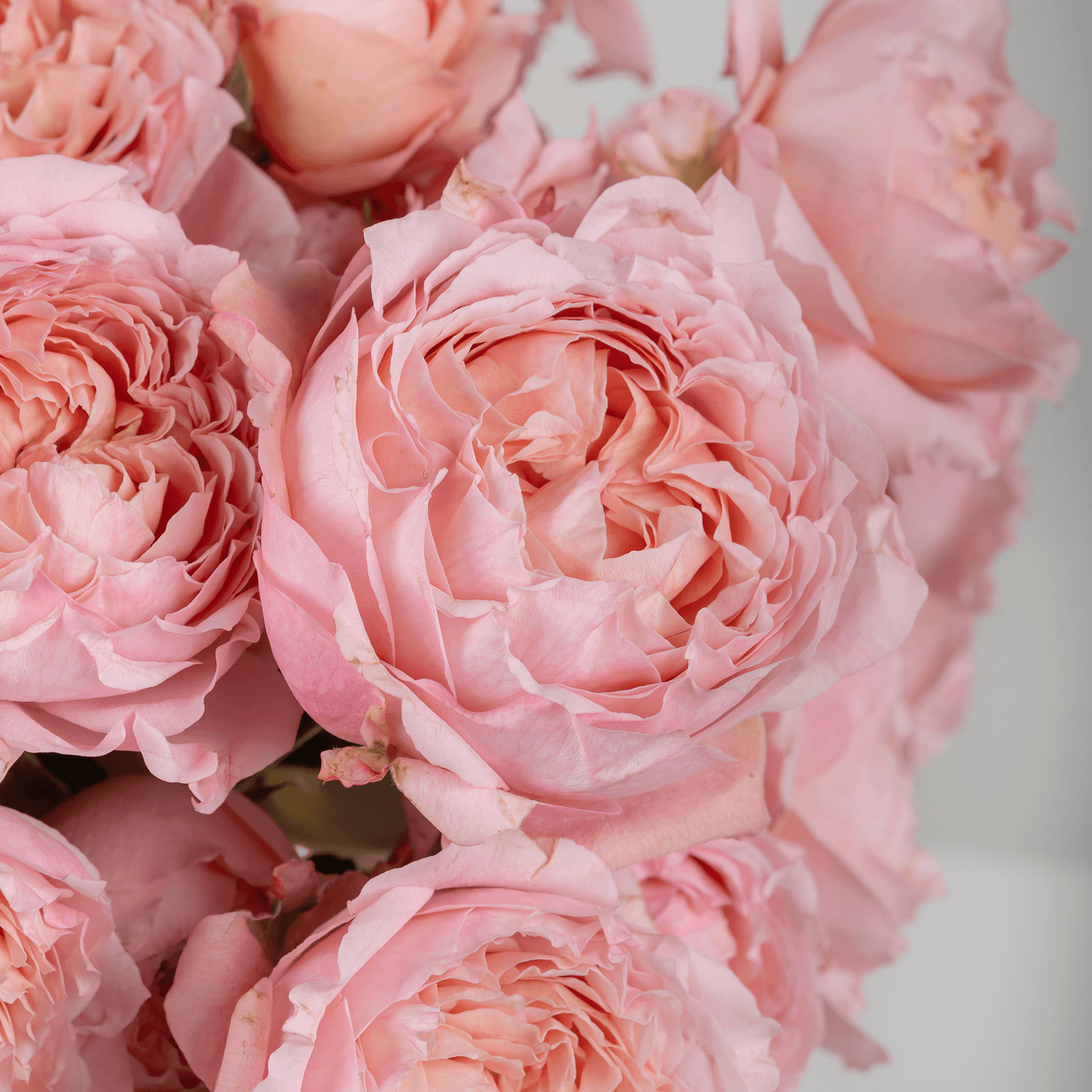 Julietta Baby Roses Vase